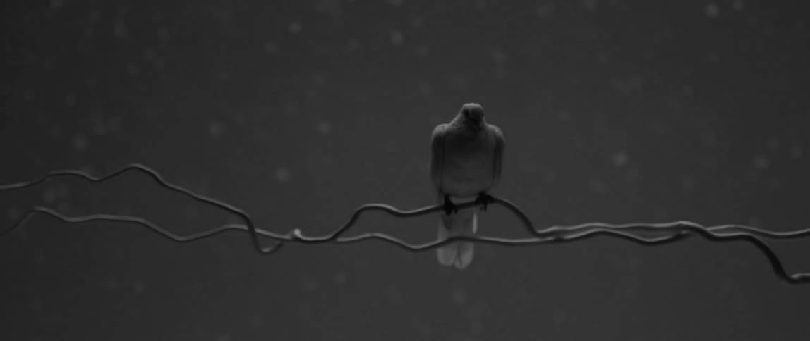 A white dove sits on wire branches with snow falling in the background