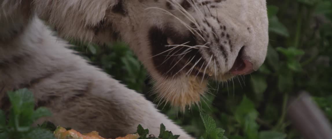 A tiger eats fresh cantaloupe