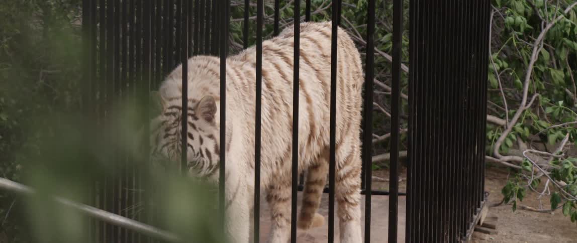 A large white tiger pokes his head into the bars of a cage