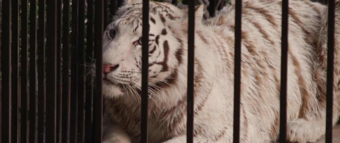 White Tiger