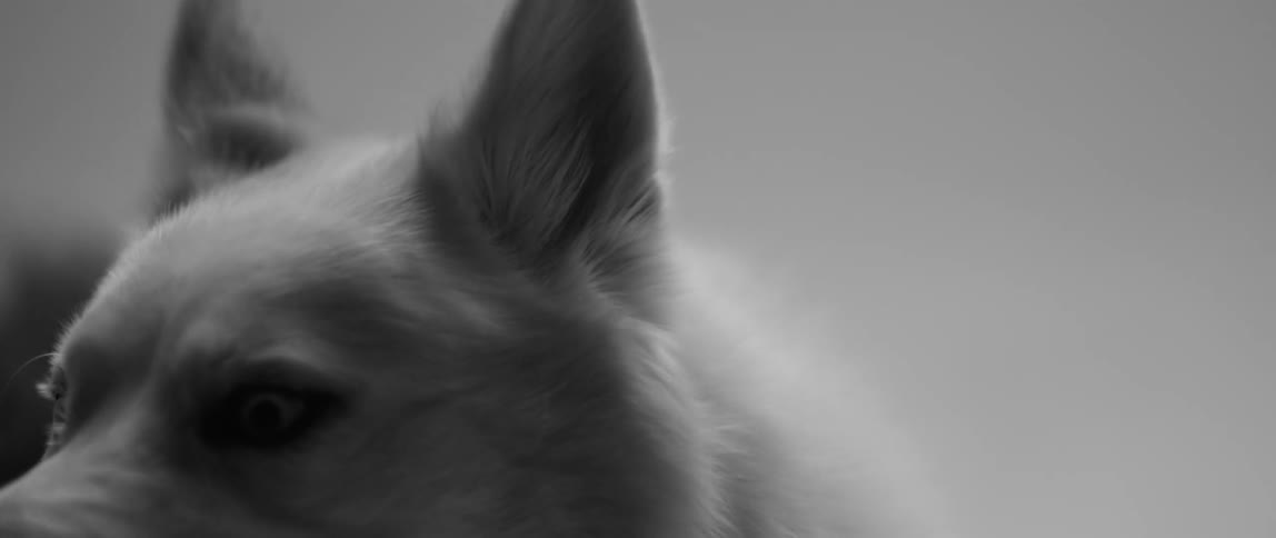 A wolf looks around