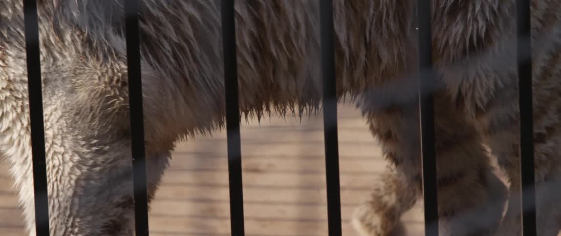 A white tiger is inside of a cage