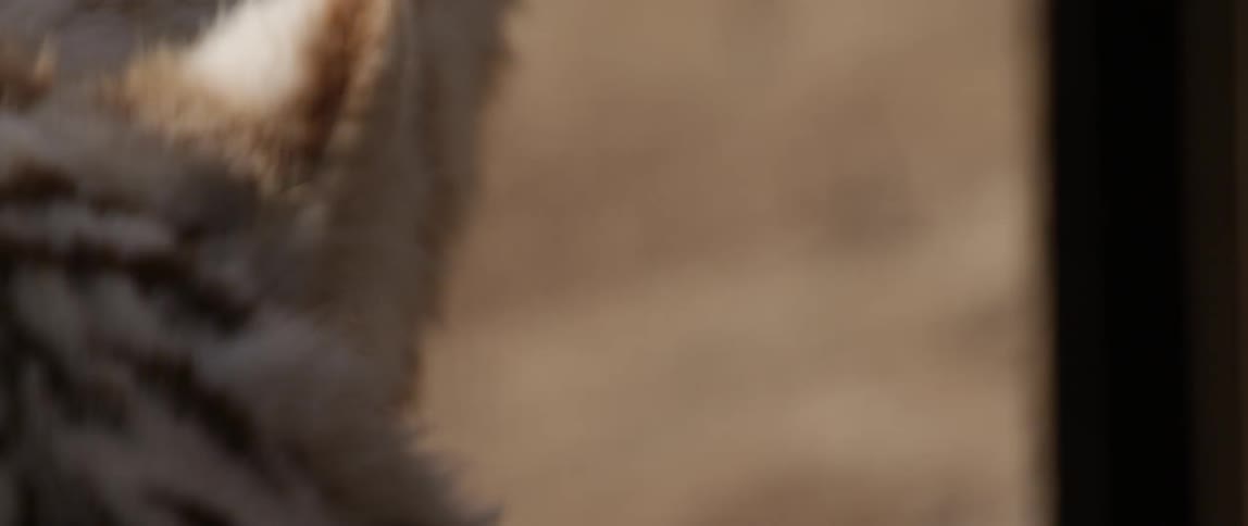 A white tiger is walking around