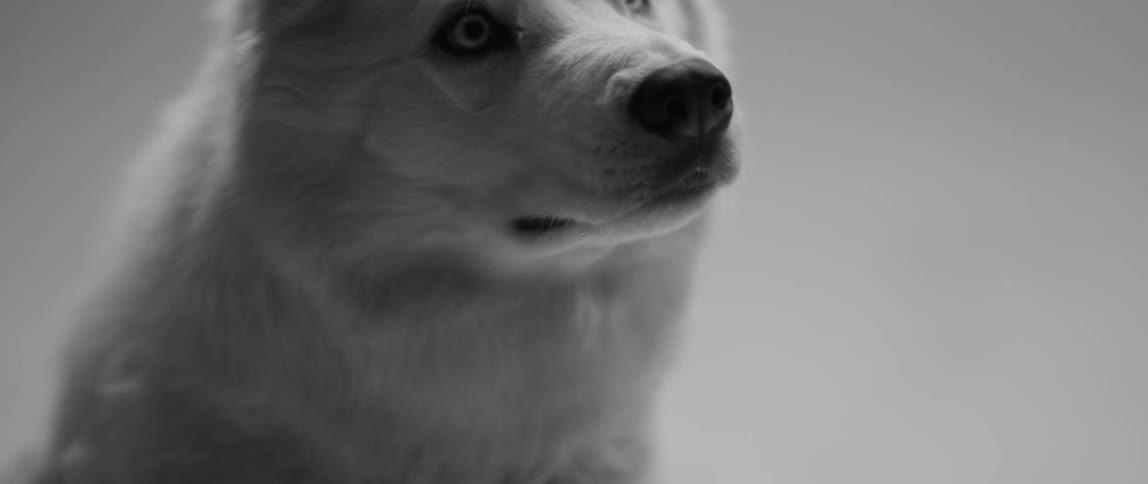 A white dog with blue eyes raises its head