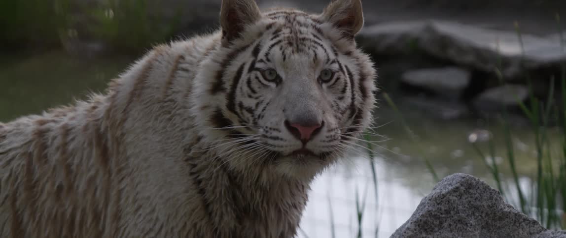 A white tiger licks it's face then looks forward