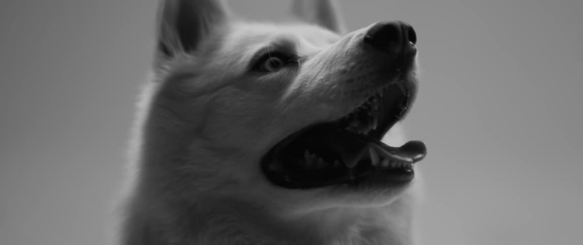 A white dog is looking up as his tongue hangs out