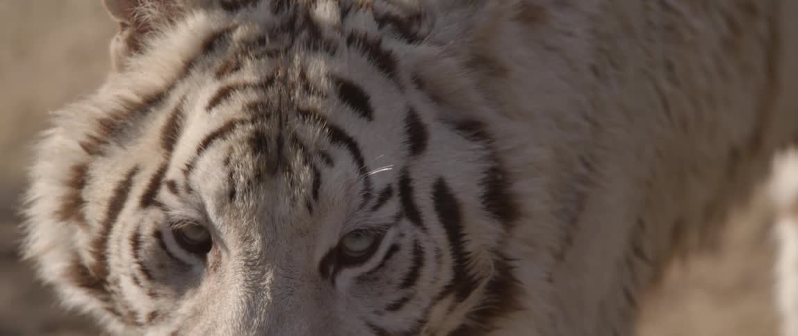 A white tiger walking slowly