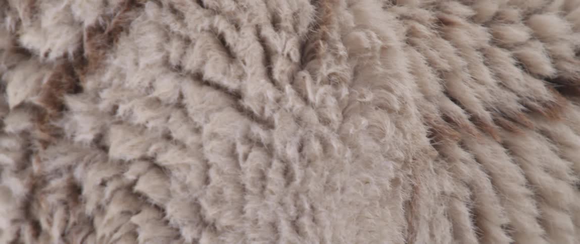 An animal's pelt