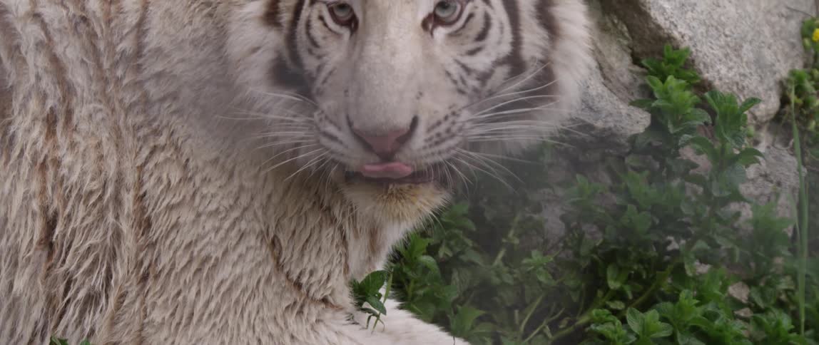 A white tiger licks its lips and turns to eat a treat
