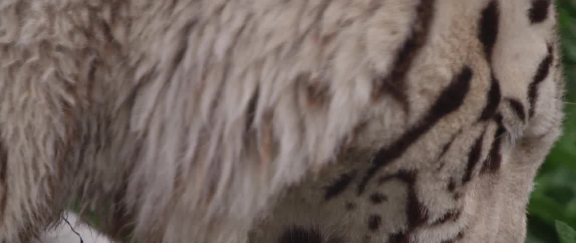 A white tiger is licking and biting on something