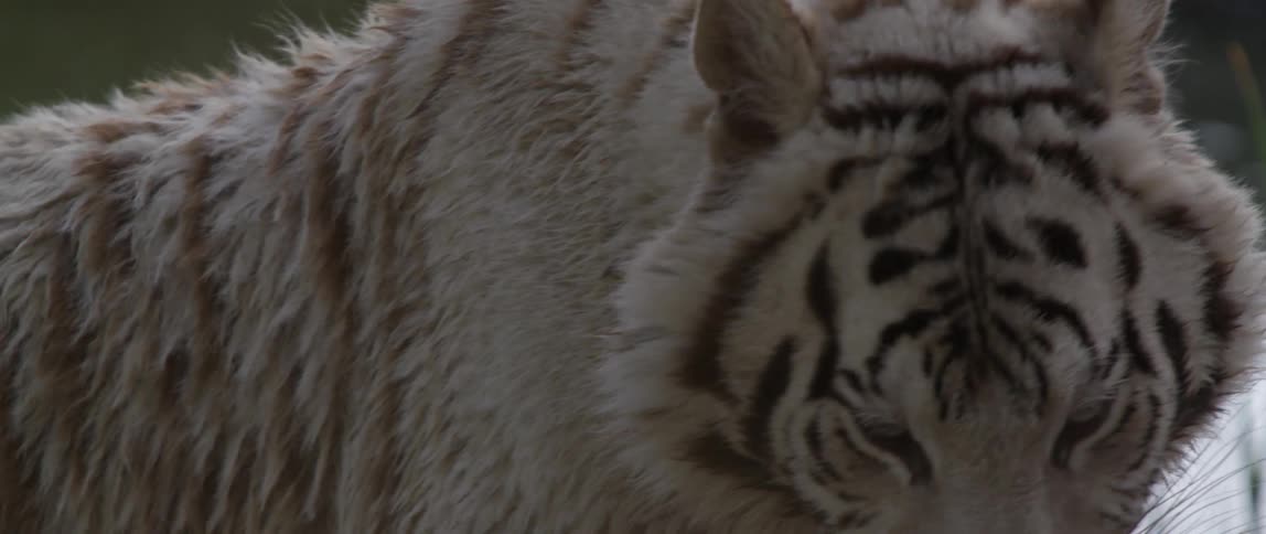Close up of a white tiger while it licks his lips