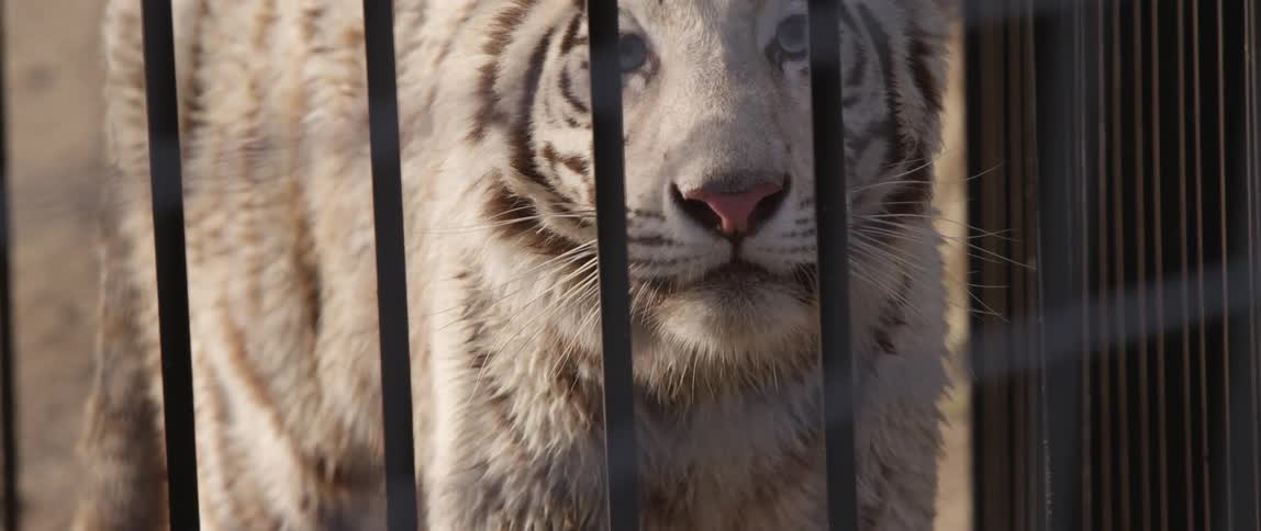 A tiger walks up to the bars of the cage