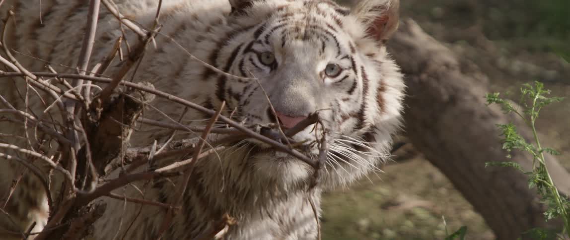 A white tiger looking at the camera