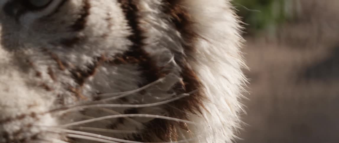 Close up of a white tiger's face