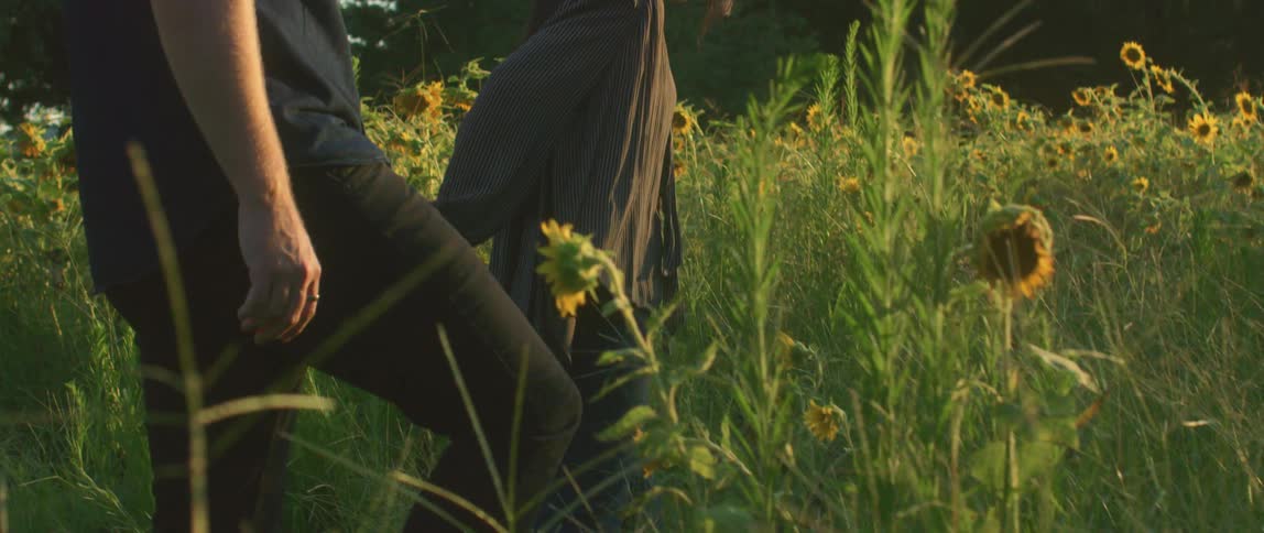 Young couple holding hands walking thorugh a field of sunflowers at sunset