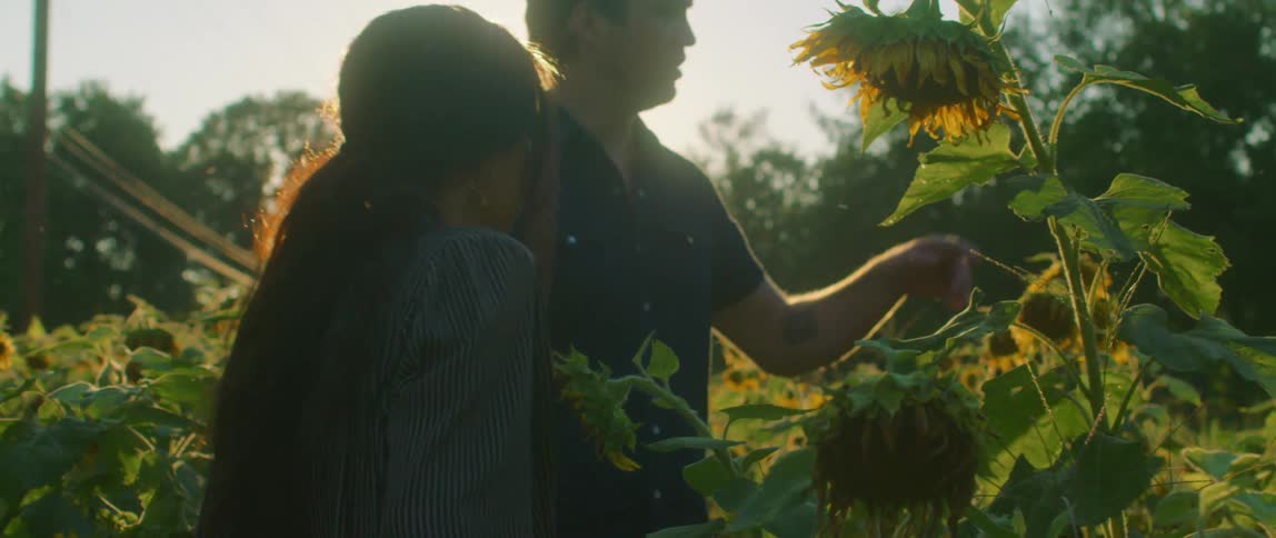 Young couple walking on a field of sunflowers at sunset