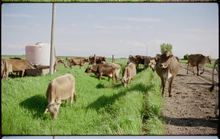Herd of cows grazing and walking over the green grass near a dirt road in a farm
