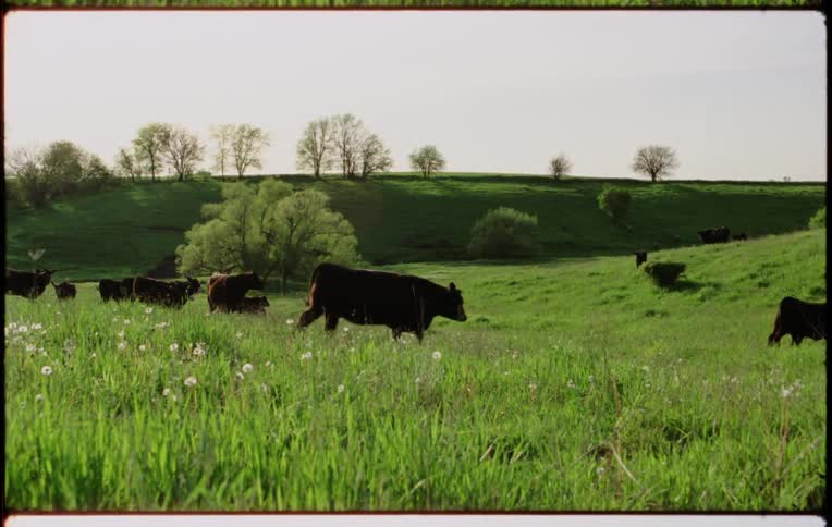 Cattle walking on a grassy plain with trees the sky and clouds in the background