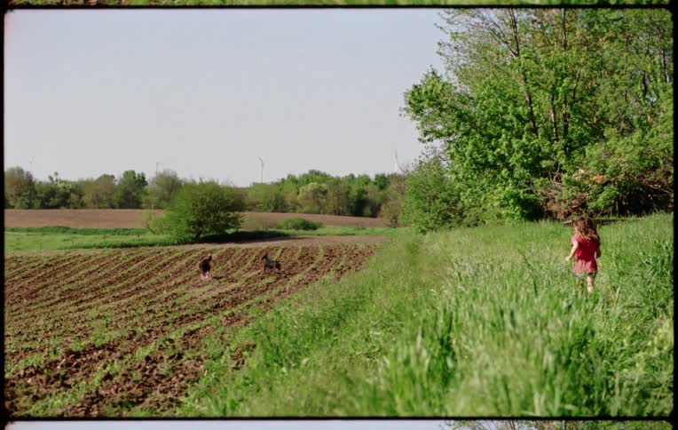A child is running after her dogs on the farm