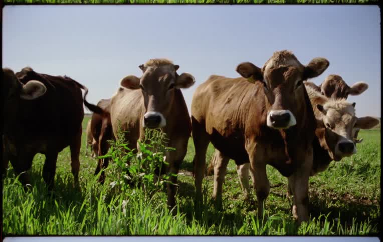 A herd of cow grazing the green grass on a field looking at the camera