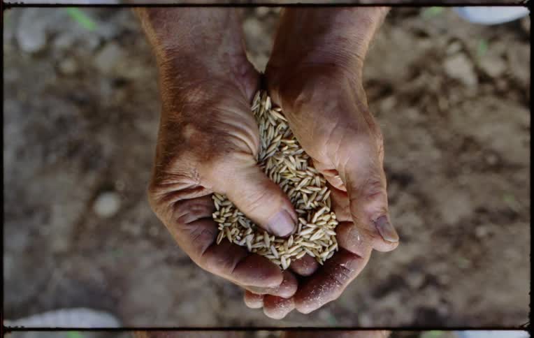 A man opens his hands to reveal dozens of seeds in his palms