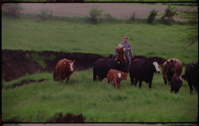 A farmer herding cows over the green grass on a field in a farm