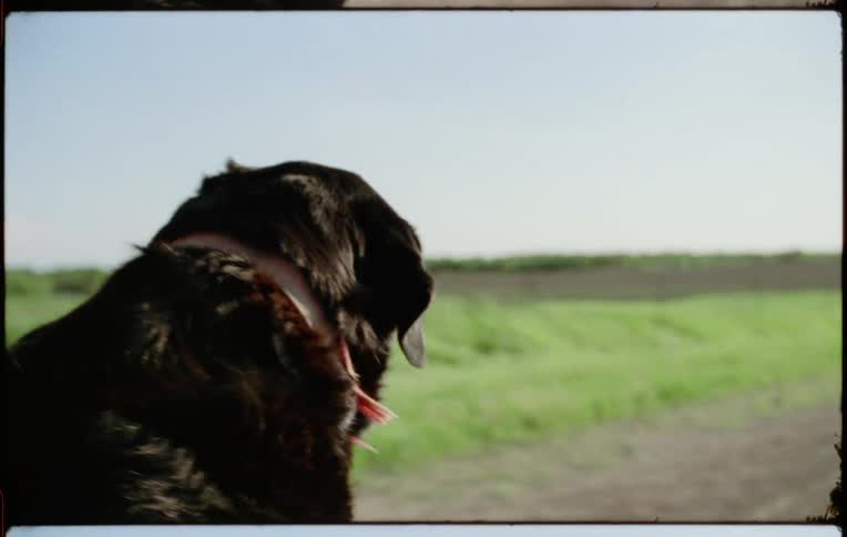 A dog riding down a road in the bed of a truck looking around