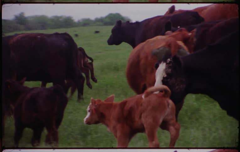 Cows running in a field in the middle of a day