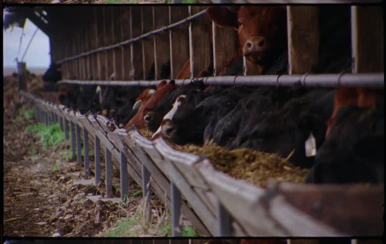 A row of cows all stick their heads out to feed from a long wooden trough filled with hay
