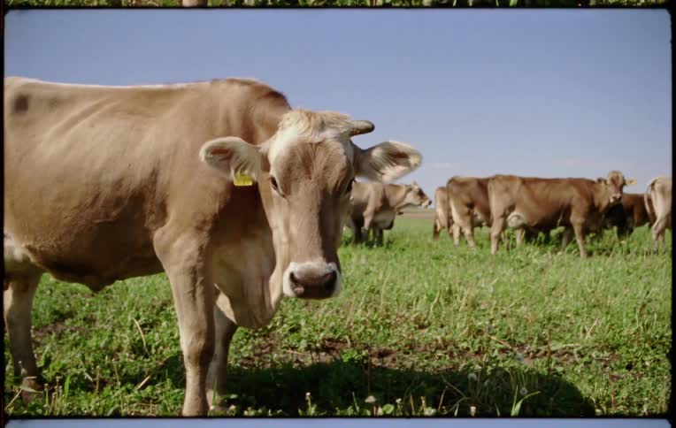 A group of cows graze in a large field under a clear blue daytime sky