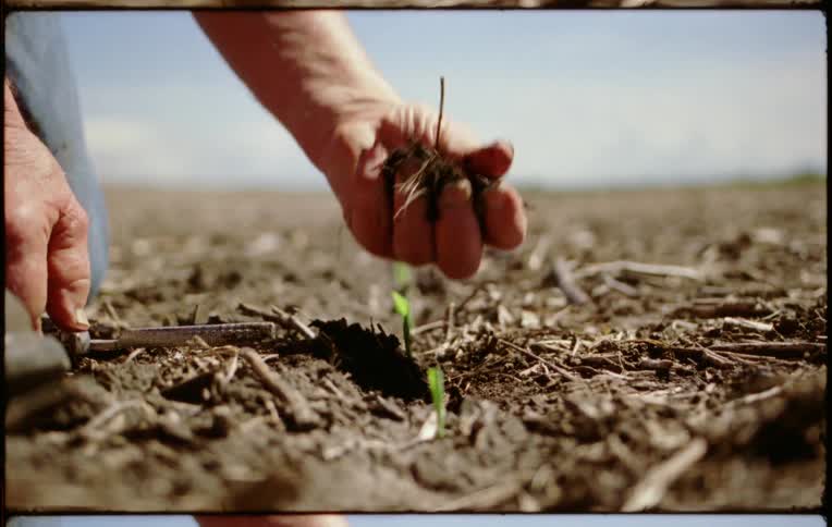 A person digging for plants in a field