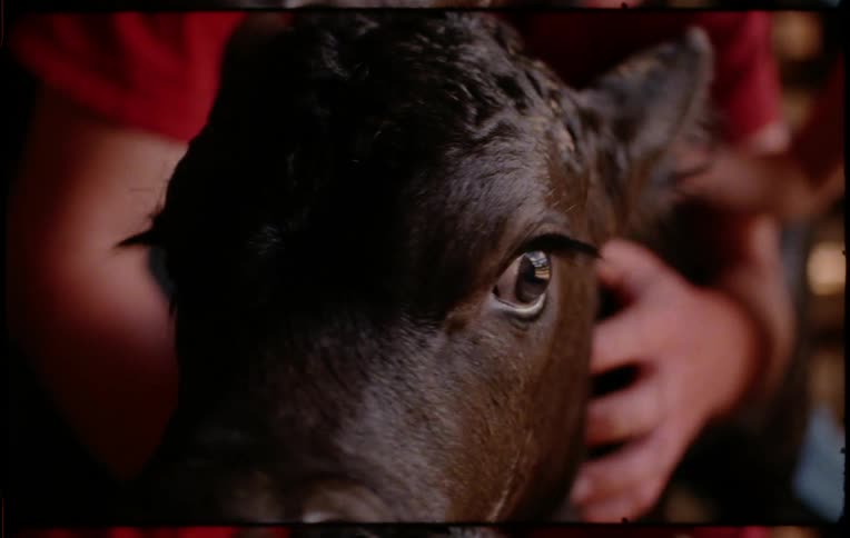 Father and daughter caressing the neck of a calf inside a barn in a farm
