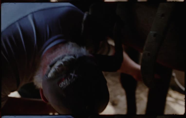 A man saddles a horse as a younger man holds the reins