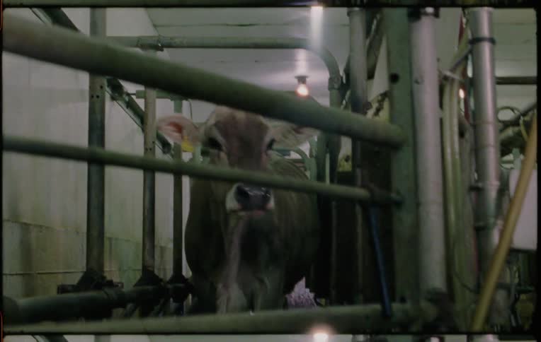 A cow walks down a narrow hallway to a metal gate