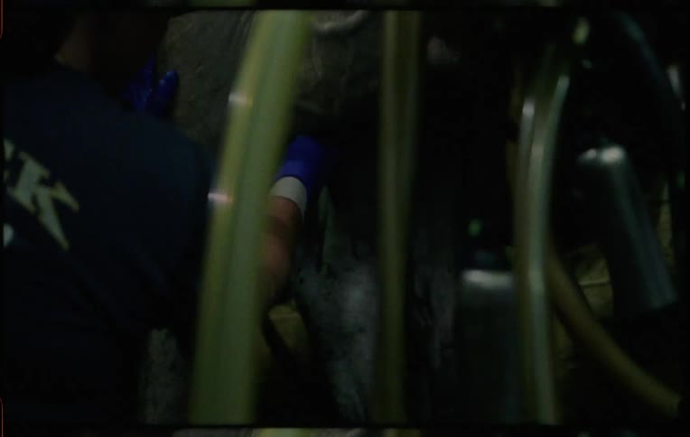 A worker in a cattle factory takes a sponge from a bucket and cleans animals on a platform