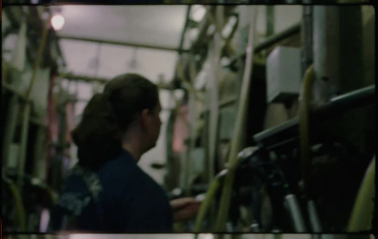 A woman working inside of a factory with cattle moving them upwards on an elevated enclosed platform