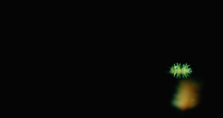 A colorful feather falling onto water in the dark