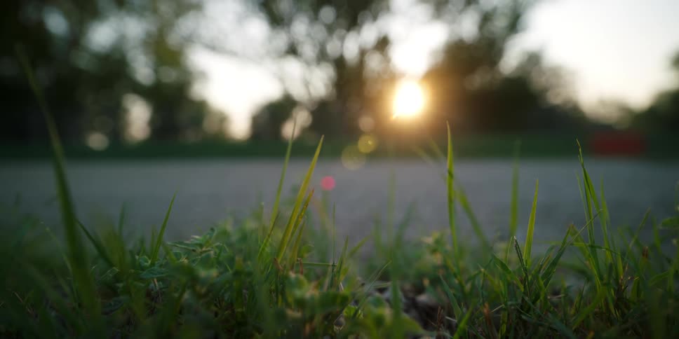 Grass and plants with a bright sun shining through trees in the distance