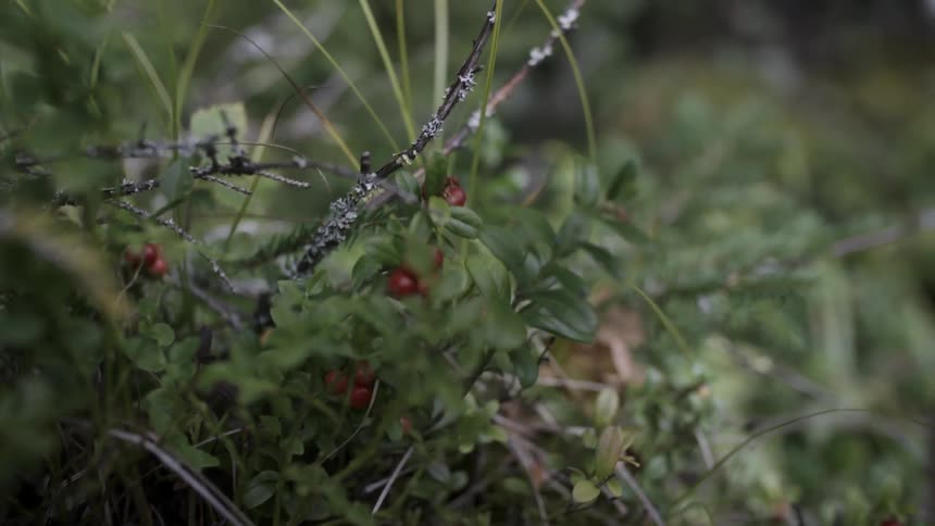 Berries are plucked from a bush