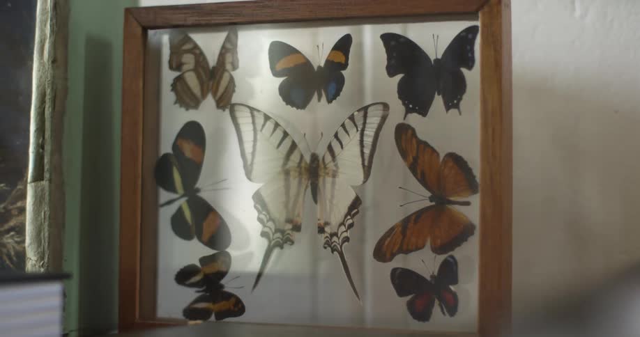 Dissecated butterflies framed between pannes of glass inside a room