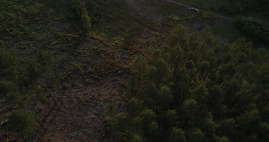 Aerial view of a pine tree forest on the hills near a small town at sunset