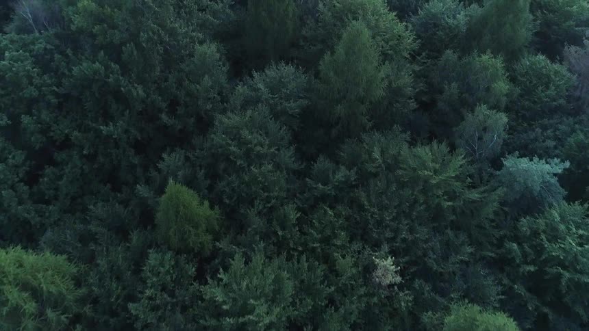 Forest of many trees seen from above