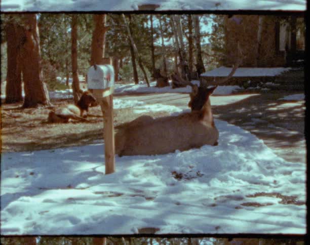 A couple of deer laying over the snow near the mailbox of a cabin in the woods