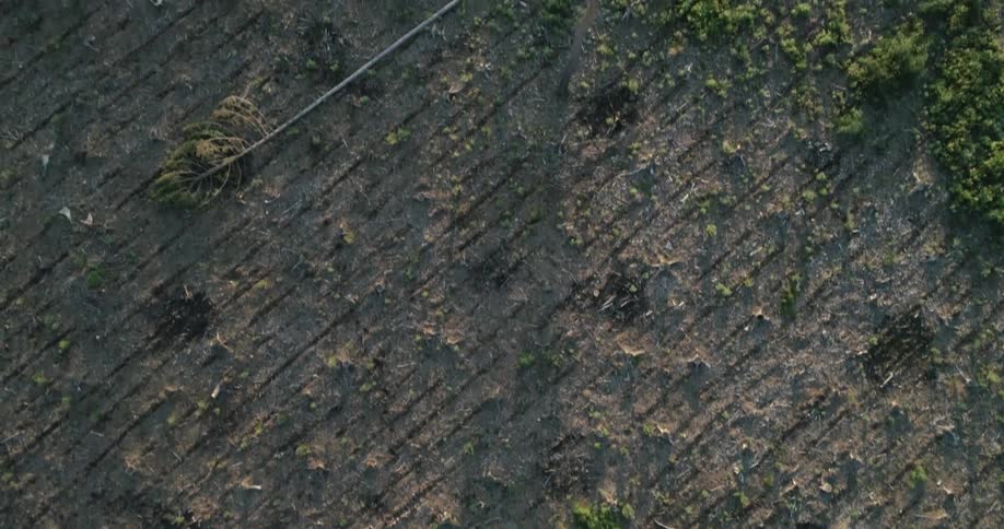 Fallen trees and stacked wood on a cleared patch of land
