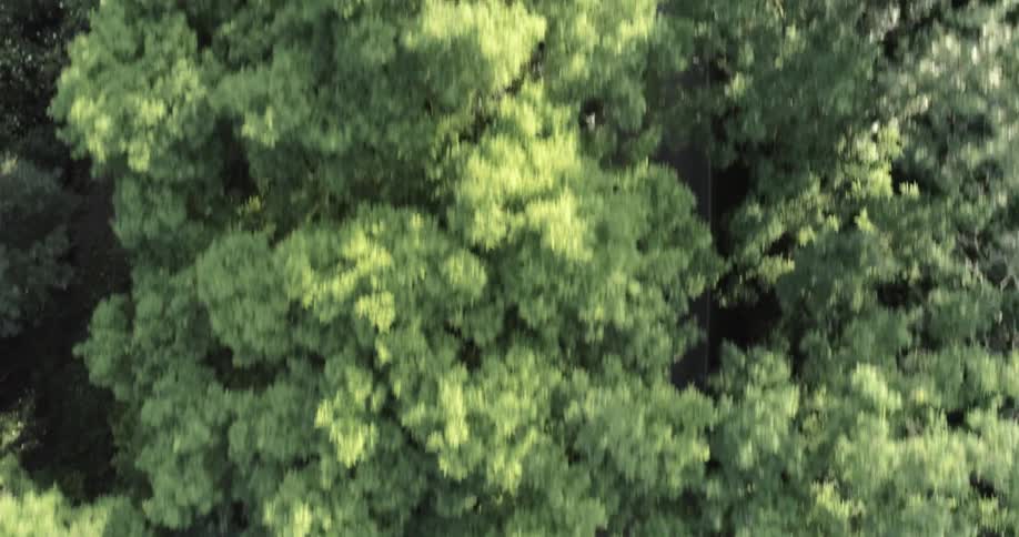 A person on a bike on a road next to trees and plants