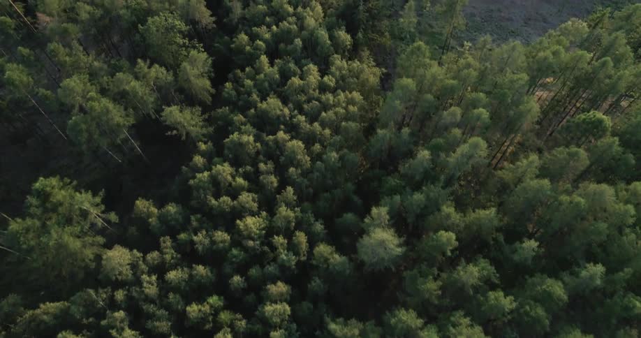 Forest of many trees seen from above