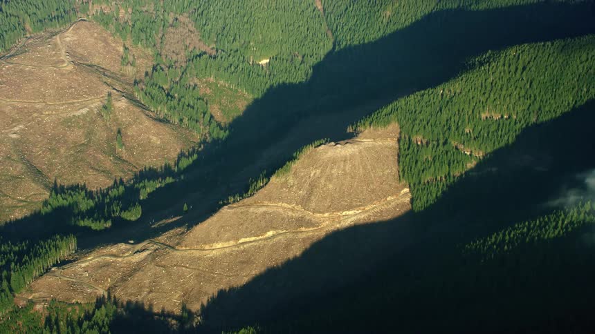 Entire hillsides of trees have been cut down and harvested in this high altitude aerial shot of commercial clear cut logging operations