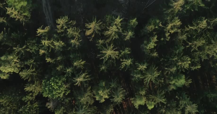 An aerial view of trees in a forest