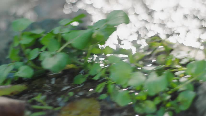 Light is shining on a river during spring