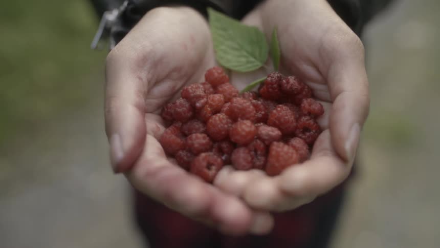 A person holds two handfuls of berries